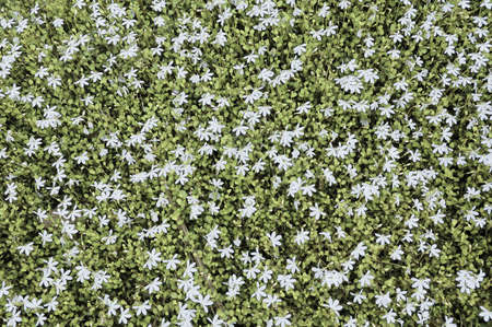 Little white flowers in a background of lush green
