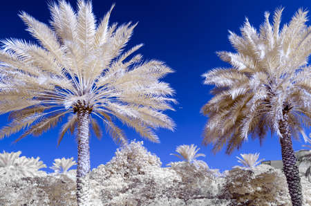 Infra red photo of date palms and a blue skyの写真素材
