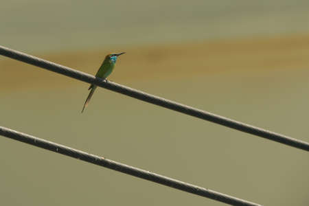 Little green bee eater perched on a power lineの写真素材
