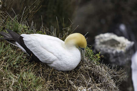 Gannet during the nesting and breeding season in Muriwai Beach New Zealandの写真素材
