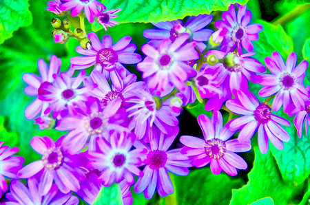 Digital painting of a bush of purple flowersの写真素材