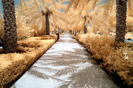 Infrared image of trees and shrubs in a park in false colorの写真素材