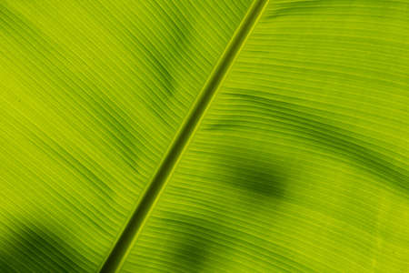 Underside of a banana leaf backlit by the sunの写真素材