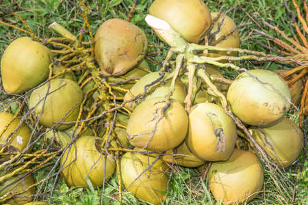 A bunch of coconuts on the groundの写真素材