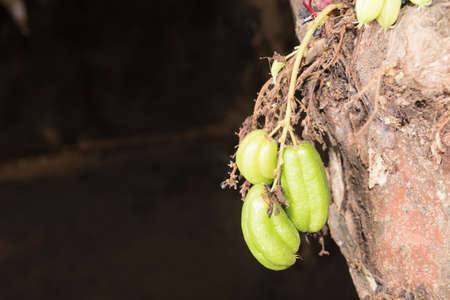 Bilimbi fruit on a treeの写真素材