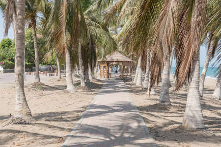 Cobblestone Walkway between palm trees on a beachの写真素材