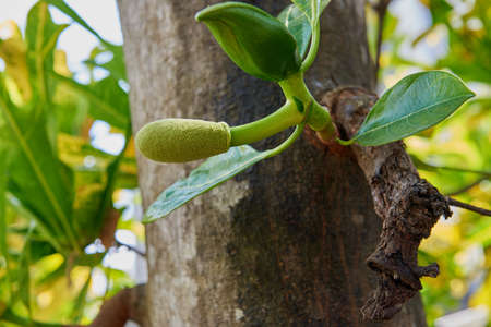 A young jackfruit and flower on a treeの写真素材