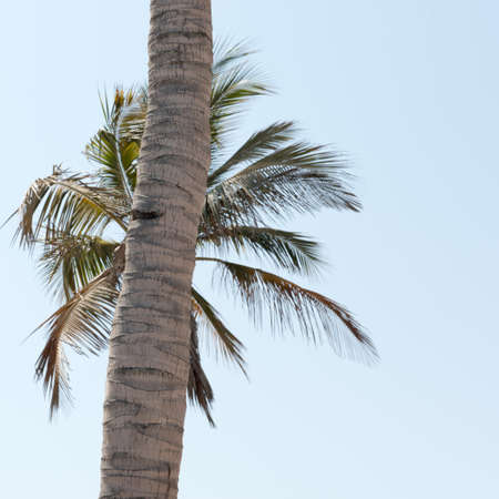 Coconut tree  trunk in front of another coconut tree's leavesの写真素材
