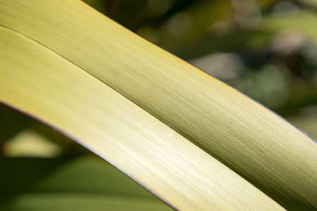Close up of a flax leafの写真素材