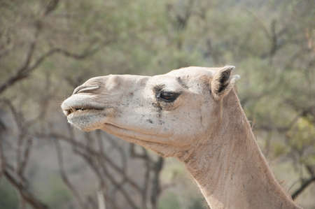 Closeup of a camel's headの写真素材