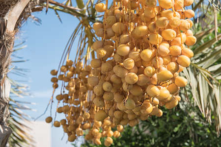 A bunch of yellow dates on a date palmの写真素材