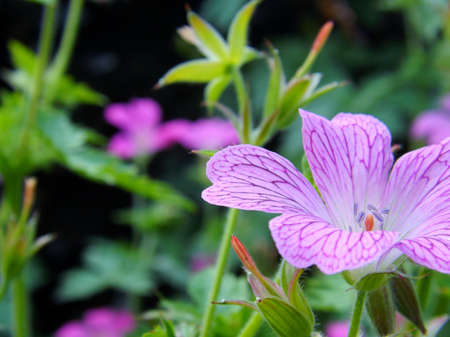 Wild English Purple Flowersの写真素材