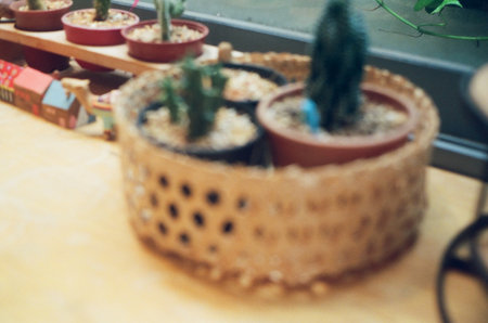 Blurred image of cactus in the pot on the table.の写真素材