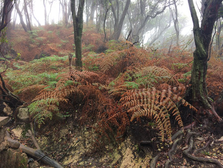 Ferns in a foggy forest in Bandung, West Java, Indonesiaの写真素材