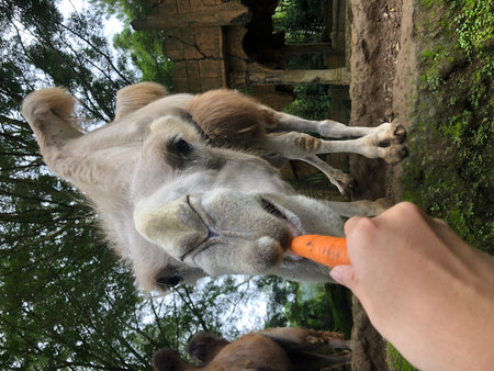 Feeding a camel with a carrot in the zoo, close-upの写真素材