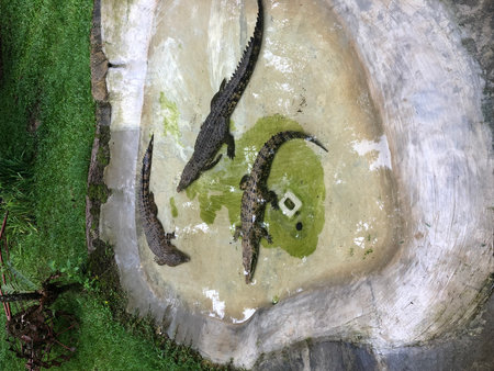 Crocodile in the pond. Caiman in the pond.の写真素材