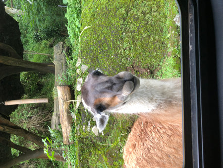 Alpaca looking out of the window of a car in Costa Ricaの写真素材