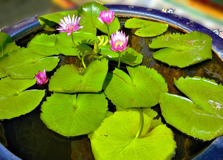 Thailand - Water lily in the pond with green leaves and pink flowers.の写真素材