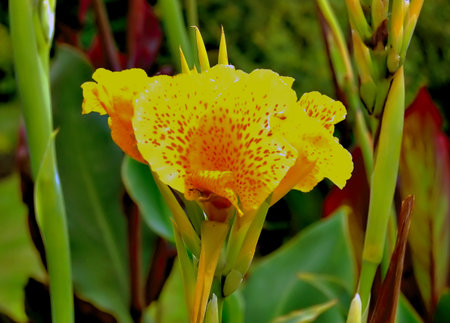 Europe - Yellow Canna flower (Canna indica) in a garden