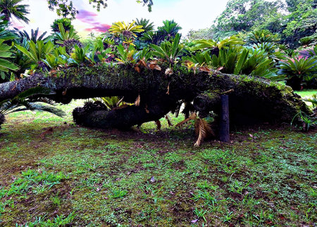 Japan - Tropical garden in Japan. Nature and environment concept.