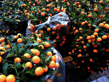 Hong Kong - Tangerines in a plastic bag on a market in the cityの写真素材