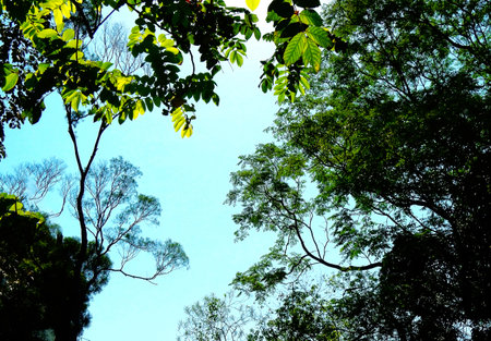 Hong Kong - Green leaves and blue sky in the forest, nature background of Heptapleurumの写真素材