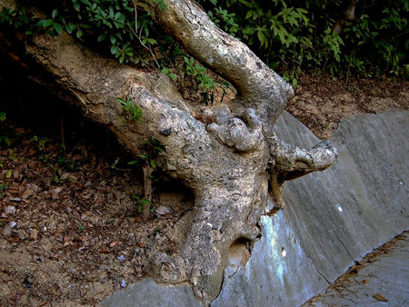 Hong Kong - Tree root in the parkの写真素材