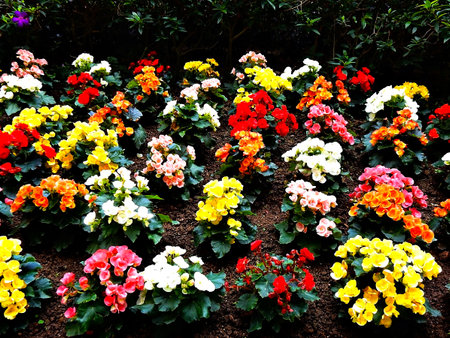 Hong Kong - colorful begonia flowers in the gardenの写真素材