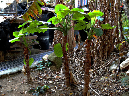 Hong Kong - Tropical plants in the tropical forestの写真素材