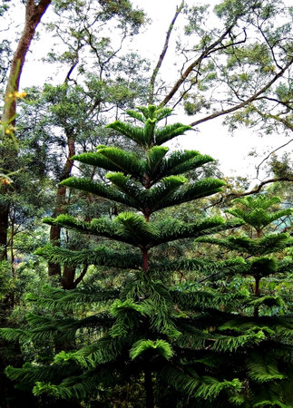 Pine tree in the rainforest