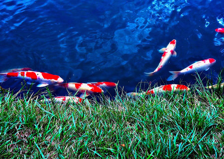 Koi fish swimming in the pond. Colorful koi fish in Japan