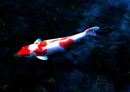 Koi fish swimming in the pond. Japanese koi fish.の写真素材