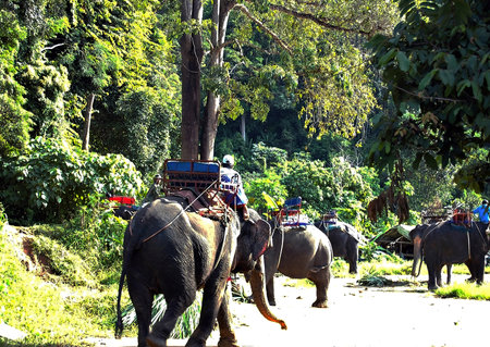 Tourists on an elephant ride in Thailandの写真素材