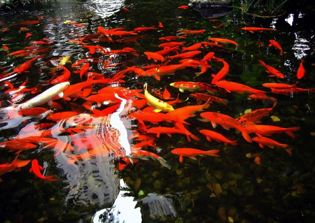 Koi fish in a pond in a park, closeup of photo in Thailandの写真素材