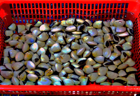 China - Seashells in a basket at the fish marketの写真素材