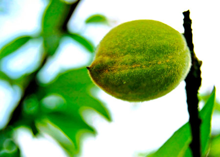 Hong Kong -  fruit on the tree, close up of green peachesの写真素材