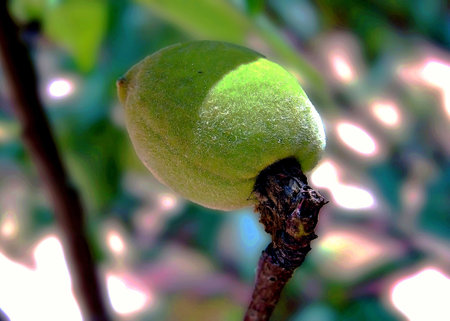 Hong Kong -  walnut on a branch in the garden, close-upの写真素材