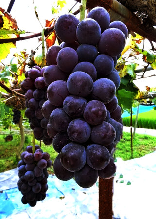 Japan - of grapes in vineyard, closeup of photo.の写真素材