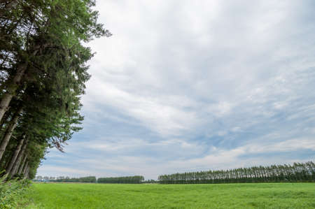 A row of beautiful birch trees in Hokkaido Tokachi regionの写真素材