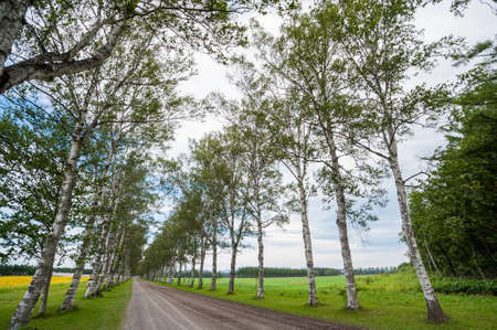 A row of beautiful birch trees in Hokkaido Tokachi region