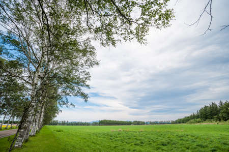 A row of beautiful birch trees in Hokkaido Tokachi regionの写真素材