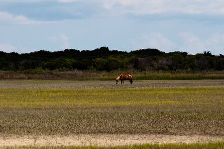 wild horse walking in fieldの写真素材