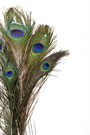 peacock feathers isolated on white backgroundの写真素材