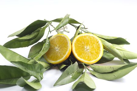 lemons isolated on white backgroundの写真素材