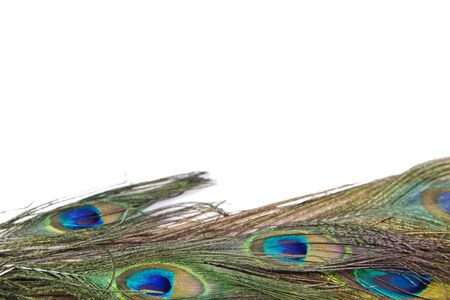 peacock feathers  isolated on white backgroundの写真素材