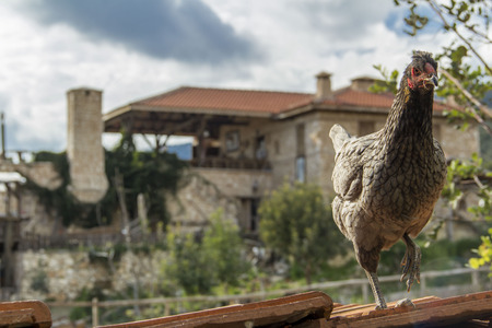 chicken on roof of shelter on a farmの写真素材