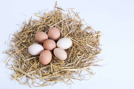village egg naturalの写真素材