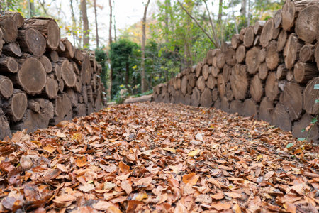 Forest road full with fallen leaves. Heap cutting wood both side. Autumn time.