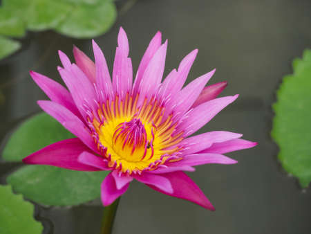 a blossom pink purple lotus in water, Thailand,Asia,water-lilyの写真素材