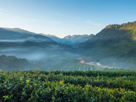 scene of green tea field in valley mountain and mist, Fang, Chiang Mai, Thiland, Asiaの写真素材